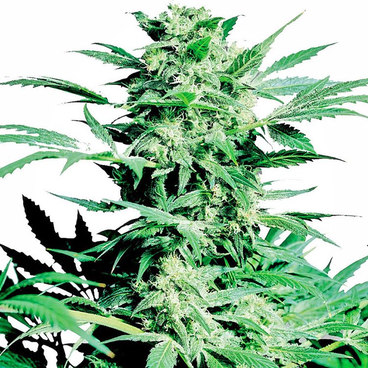 Dope Breeders - SENSI SEEDS Shiva Skunk Image