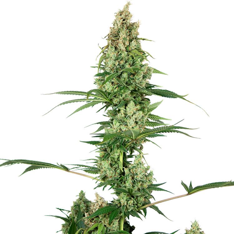 Dope Breeders - SENSI SEEDS Silver Fire Image