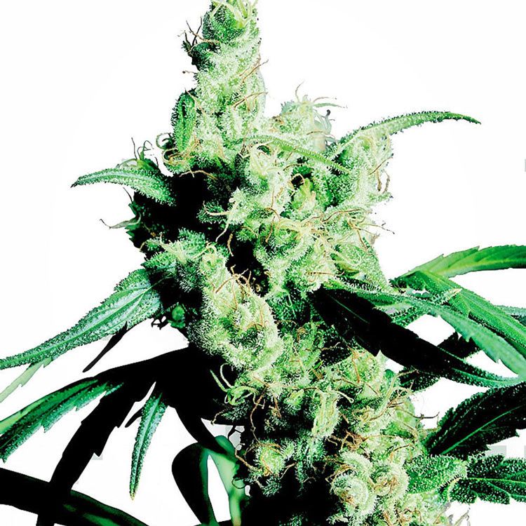 Dope Breeders - SENSI SEEDS Silver Haze Image