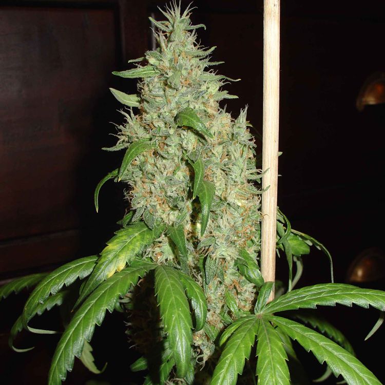 Dope Breeders - SENSI SEEDS Skunk #1 Image