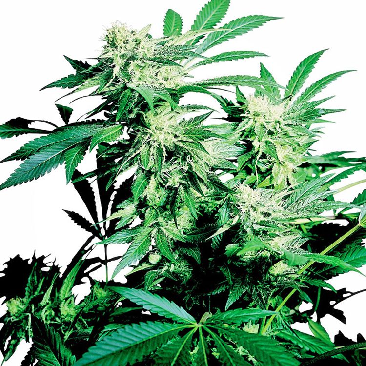 Dope Breeders - SENSI SEEDS Skunk Kush Image