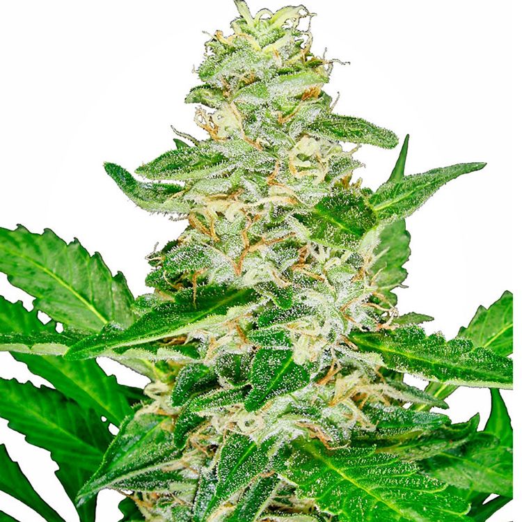 Dope Breeders - SENSI SEEDS Super Skunk Automatic Image