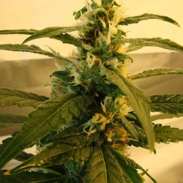 Dope Breeders - SENSI SEEDS Super Skunk Image