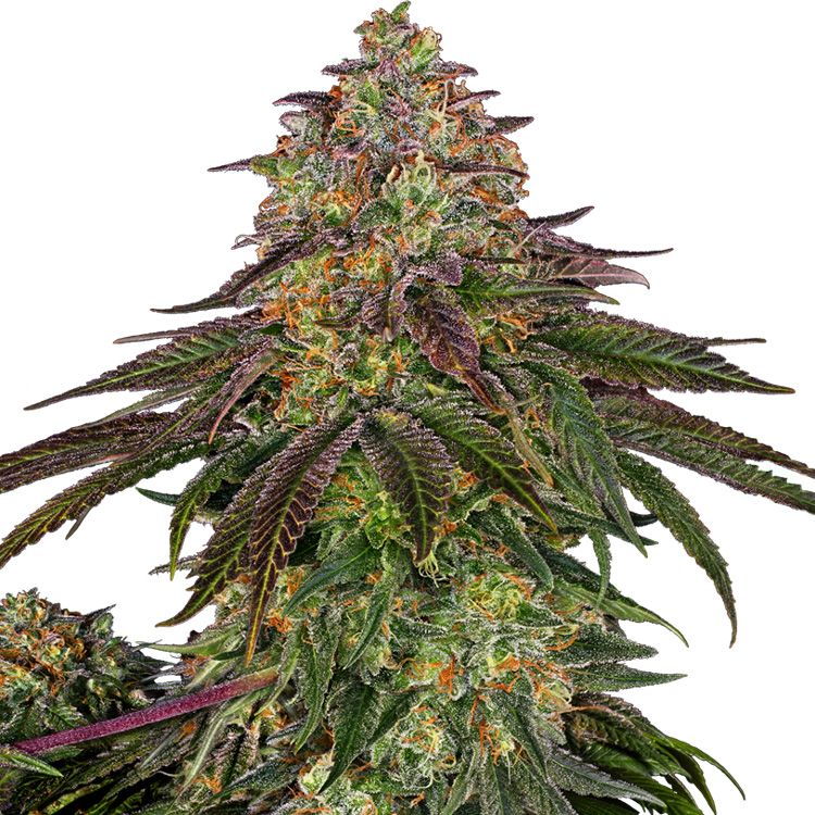 Dope Breeders - SENSI SEEDS Sweet Cherry Kush Image