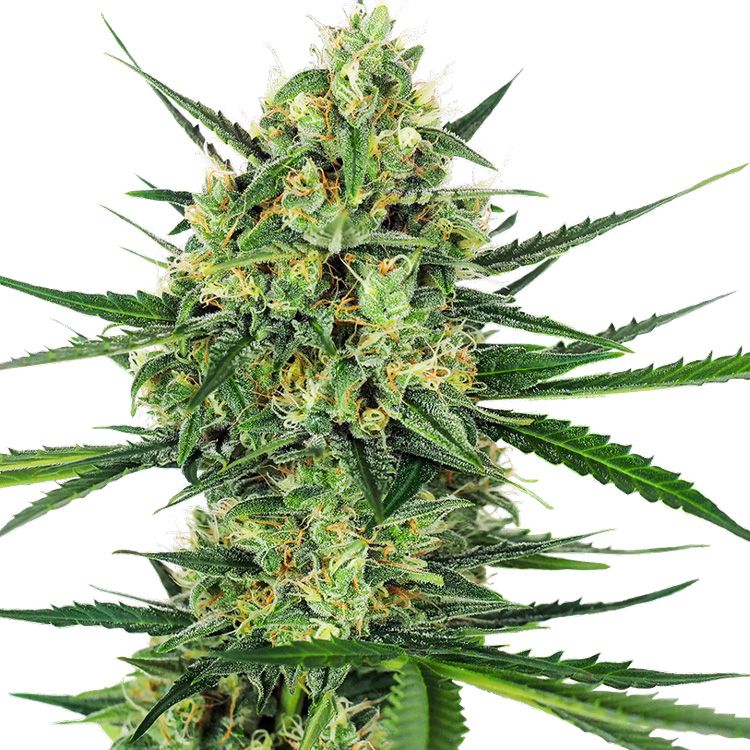 Dope Breeders - SENSI SEEDS Tangerine Sugar Image