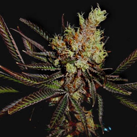 Dope Breeders - SOMA SEEDS Amethyst Bud Image