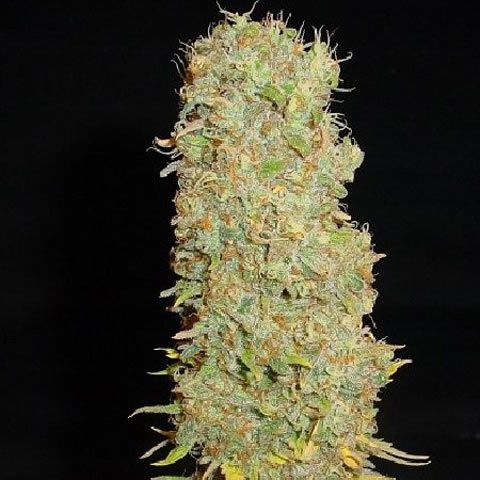 Dope Breeders - SOMA SEEDS Big Kahuna Image