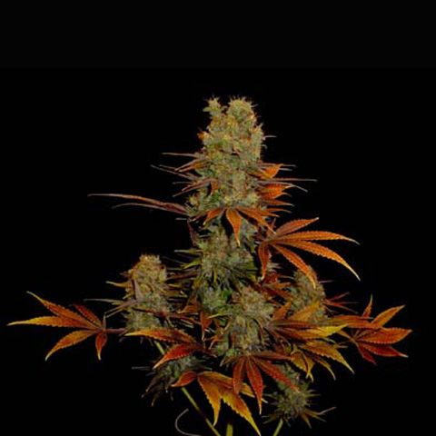 Dope Breeders - SOMA SEEDS G13 Haze x Somango Image