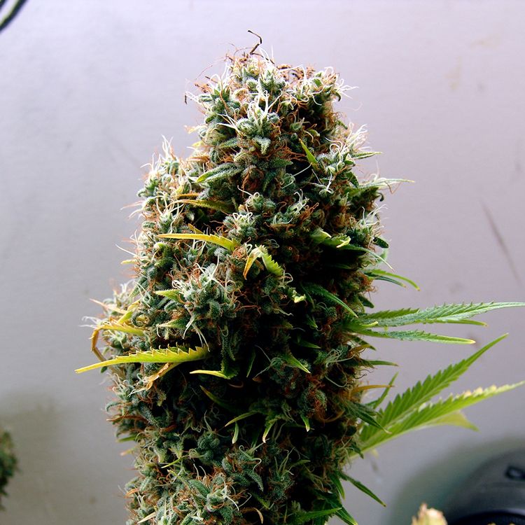 Dope Breeders - SOMA SEEDS Kushadelic Image