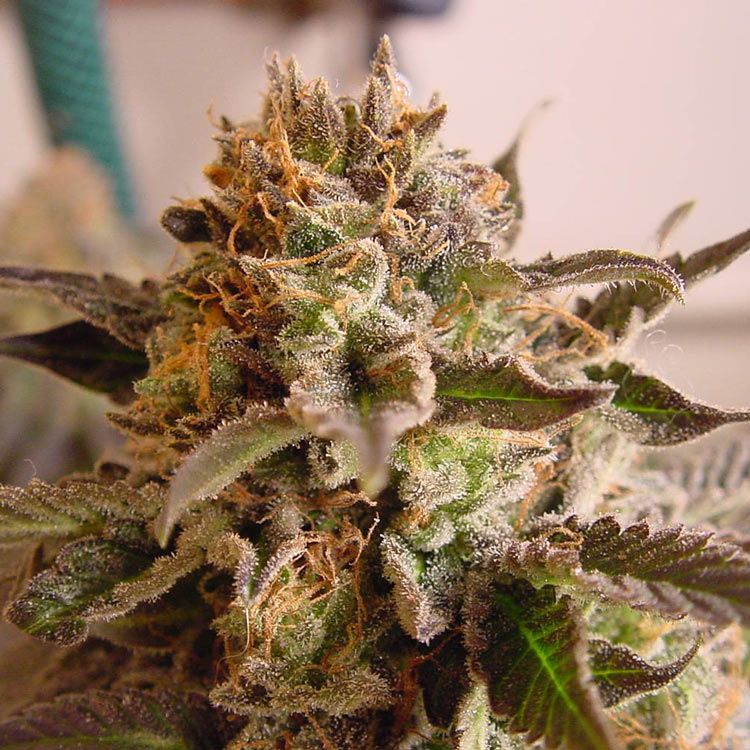 Dope Breeders - SOMA SEEDS So G Kush Image