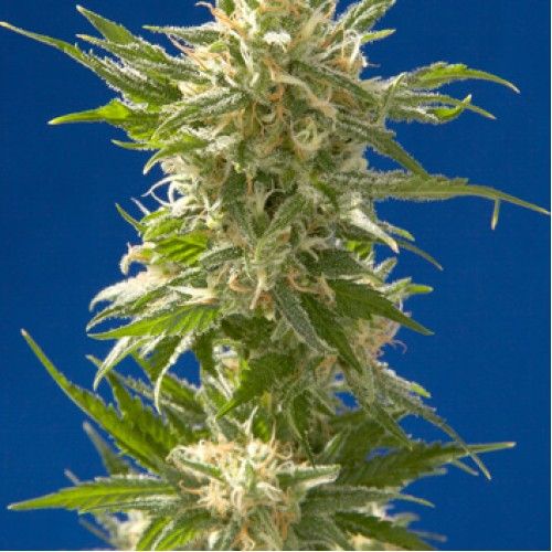 Dope Breeders - SPLIFF SEEDS AK Image