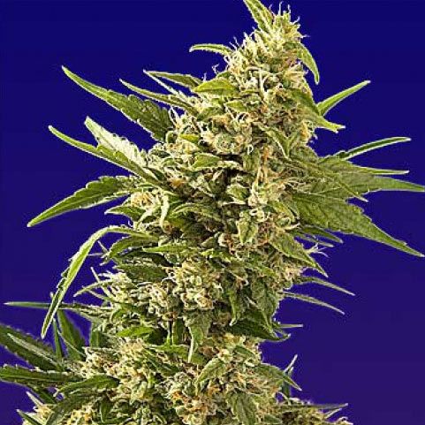 Dope Breeders - SPLIFF SEEDS AK Automatic Image