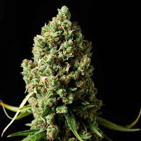 Dope Breeders - SPLIFF SEEDS Amnesiac Image