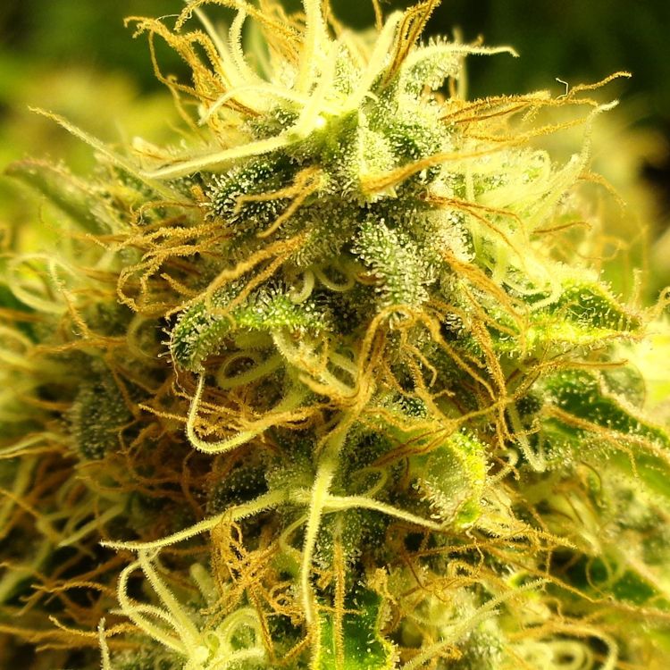 Dope Breeders - SPLIFF SEEDS Blue Berry Image