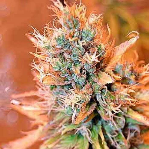 Dope Breeders - SPLIFF SEEDS Blue Medi Kush Image