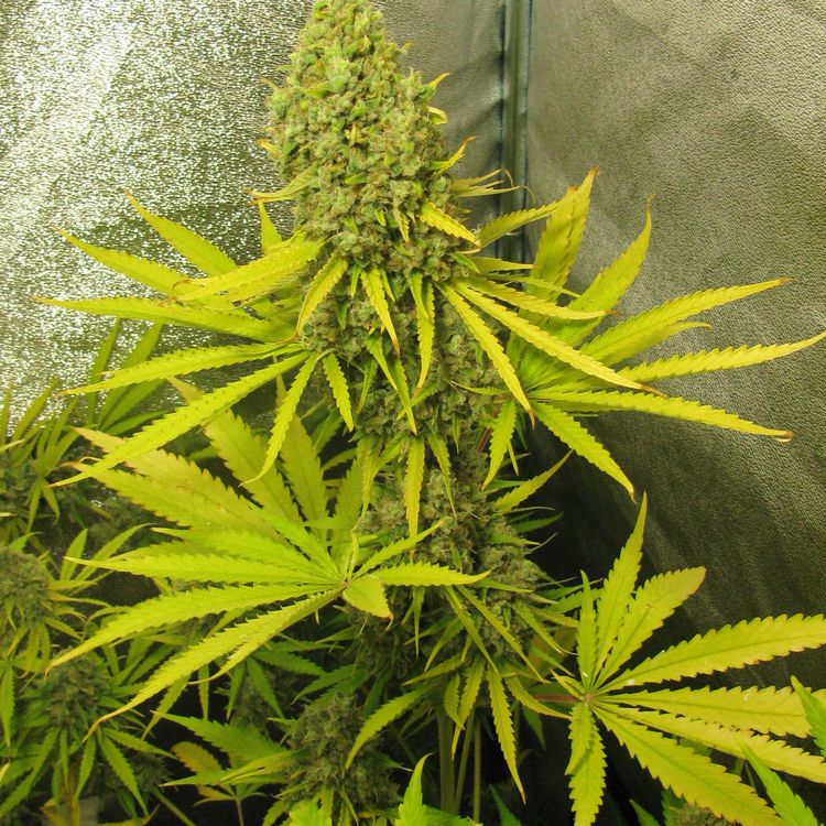 Dope Breeders - SPLIFF SEEDS Bubblegun Image