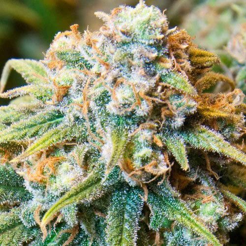 Dope Breeders - SPLIFF SEEDS CBD Medi Kush Image