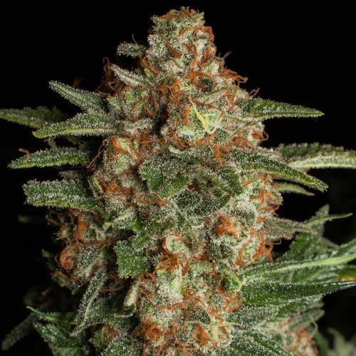 Dope Breeders - SPLIFF SEEDS CBD Spliff Berry Image