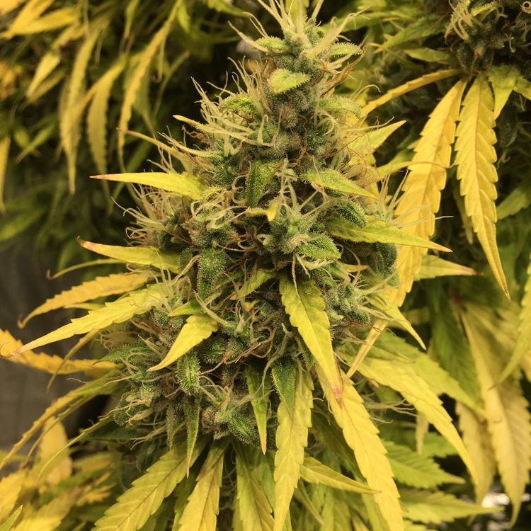 Dope Breeders - SPLIFF SEEDS Dutch Blue Automatic Image