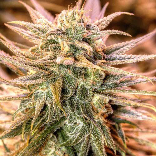 Dope Breeders - SPLIFF SEEDS Gold Bar Kush Image