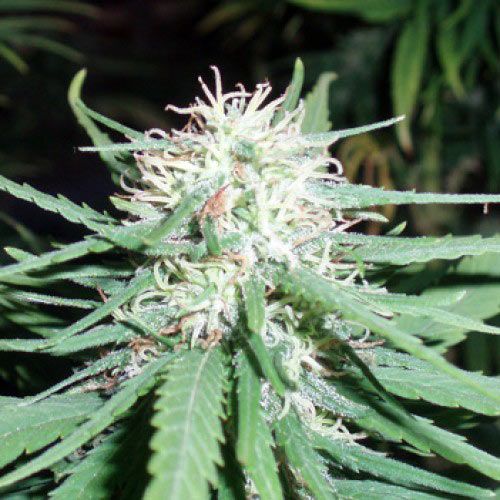 Dope Breeders - SPLIFF SEEDS Haze No.1 Image