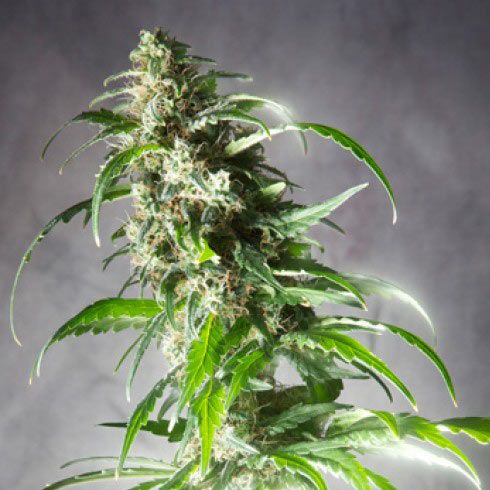 Dope Breeders - SPLIFF SEEDS Jack F1 Image