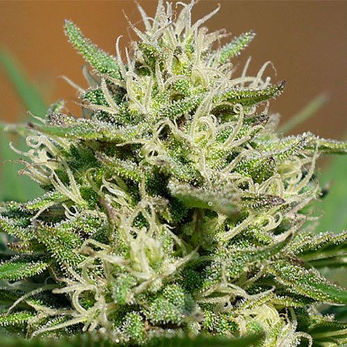 Dope Breeders - SPLIFF SEEDS Lemon Cream Automatic (aka Medical Kush Automatic) Image