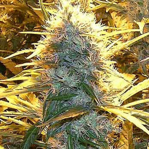 Dope Breeders - SPLIFF SEEDS Lemon Cream (aka Medical Kush) Image