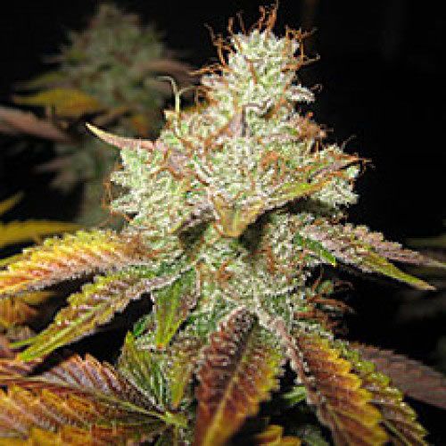 Dope Breeders - SPLIFF SEEDS Master Kush Image