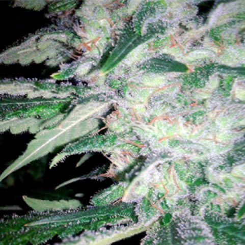 Dope Breeders - SPLIFF SEEDS Mega Power Plant Image