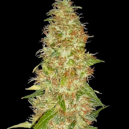 Dope Breeders - SPLIFF SEEDS Moon Walker Kush Image