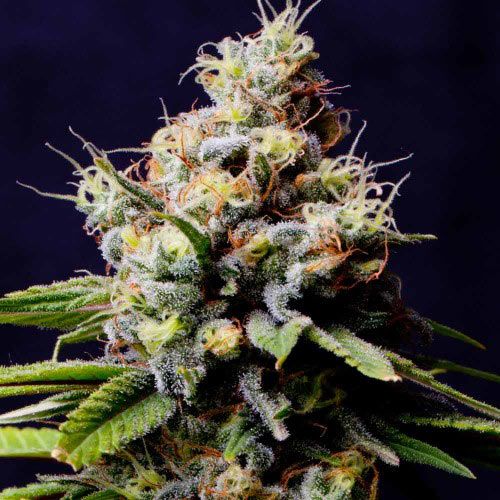 Dope Breeders - SPLIFF SEEDS Purple Berry Kush Image