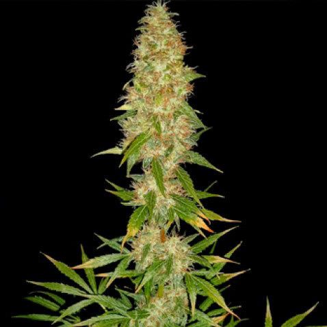 Dope Breeders - SPLIFF SEEDS Royal Thai Image