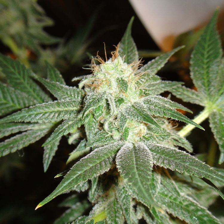 Dope Breeders - SPLIFF SEEDS Snow White Image