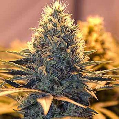 Dope Breeders - SPLIFF SEEDS Spliff Cheese (aka Spliff Stilton) Image