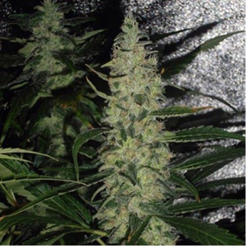 Dope Breeders - SPLIFF SEEDS Super Skunk Image