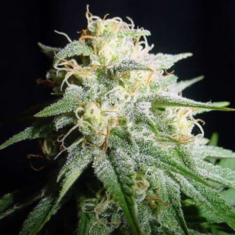 Dope Breeders - SPLIFF SEEDS White Widow Automatic Image