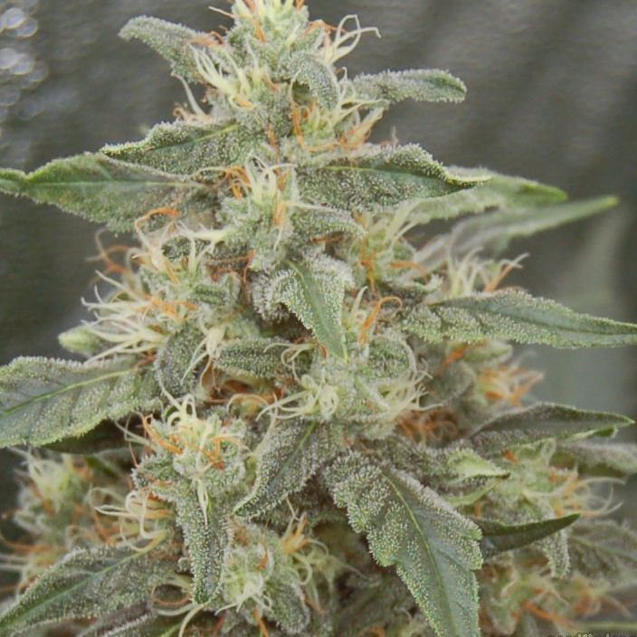 Dope Breeders - SPLIFF SEEDS White Widow Image