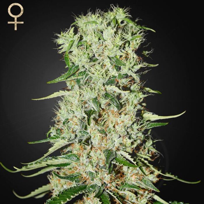 Dope Breeders - STRAIN HUNTERS Damnesia Image