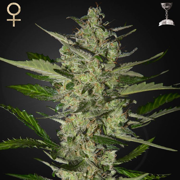 Dope Breeders - STRAIN HUNTERS Flowerbomb Kush Image