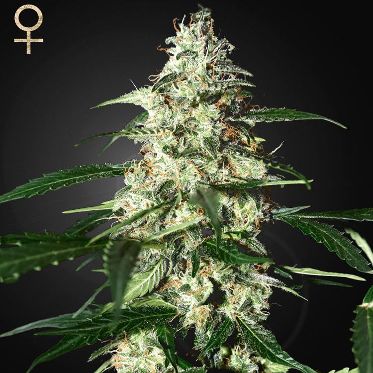 Dope Breeders - STRAIN HUNTERS Skunk Auto Image