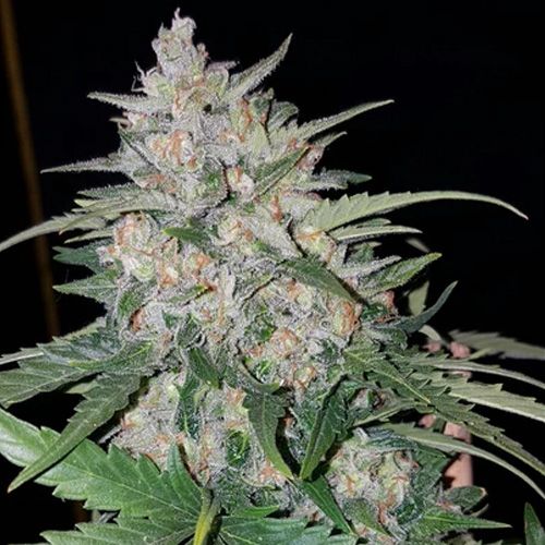 Dope Breeders - SUMO SEEDS AK Full Auto Image