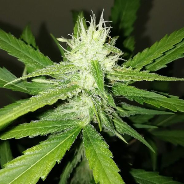 Dope Breeders - SUMO SEEDS Amnesia Ganja Haze Auto Image