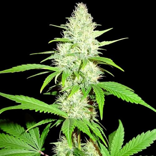 Dope Breeders - SUMO SEEDS Amnesia Ganja Haze Image