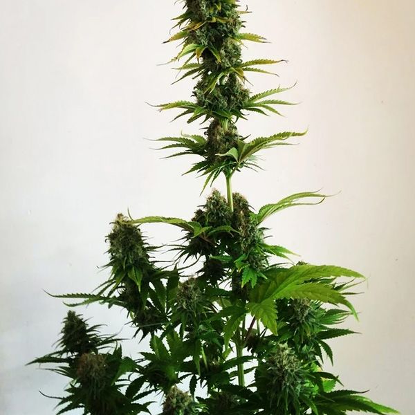 Dope Breeders - SUMO SEEDS Appleberry Image