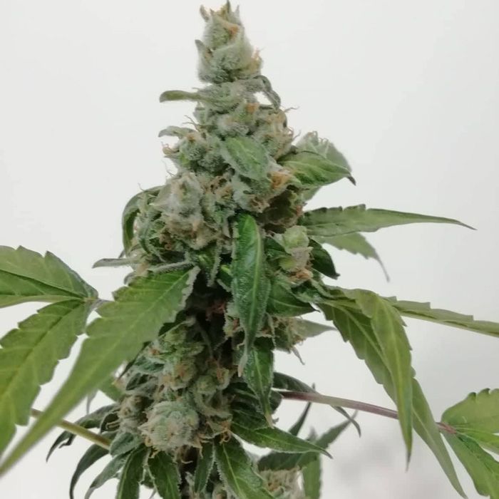 Dope Breeders - SUMO SEEDS Aurora Green Auto Image