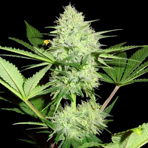 Dope Breeders - SUMO SEEDS Berries & Cheese Image