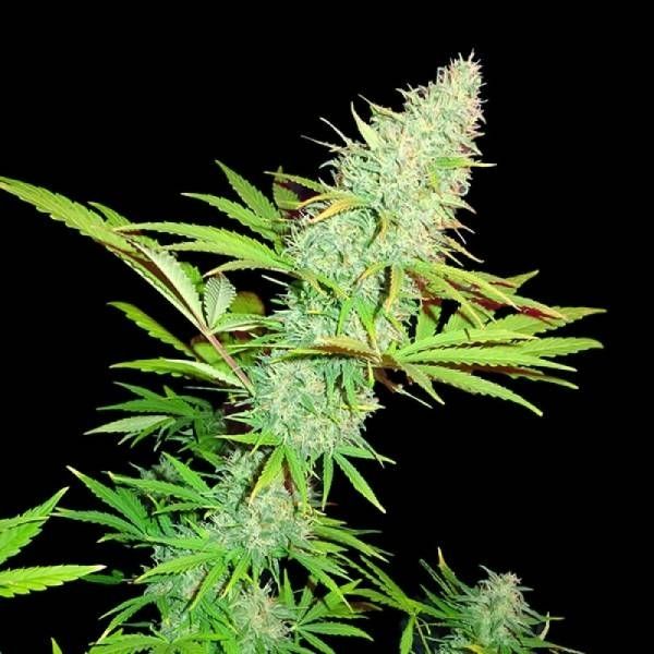 Dope Breeders - SUMO SEEDS CBD Kong's Kush Image