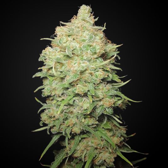 Dope Breeders - SUMO SEEDS Canadian Sour Image