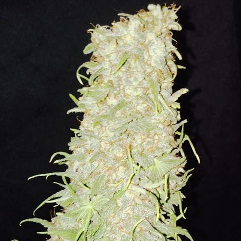 Dope Breeders - SUMO SEEDS Frozen Tangie Image